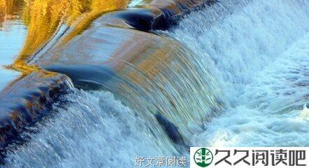 逆行的鱼与顺流的叶