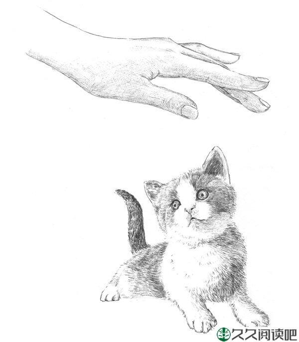 我花25万元克隆了去世的宠物猫
