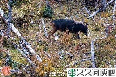 几棵树意外的收获