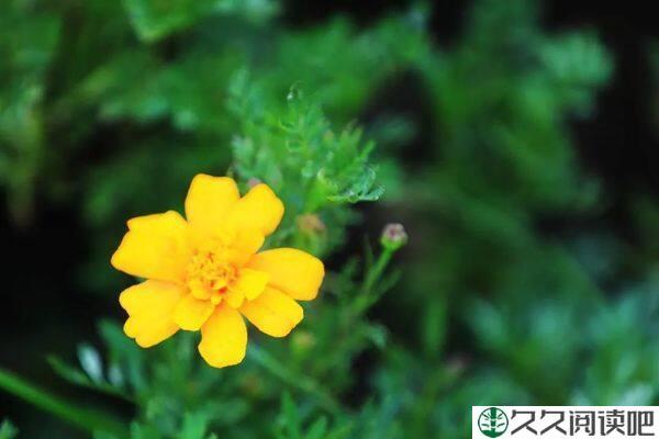 愿你历经风雨，迎来的都是晴天