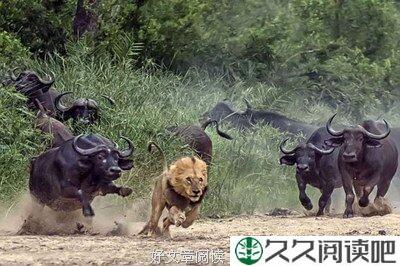 逃命的狐狸，追捕的狗