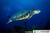 异城