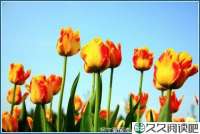 君子之交淡如水