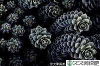 中元节