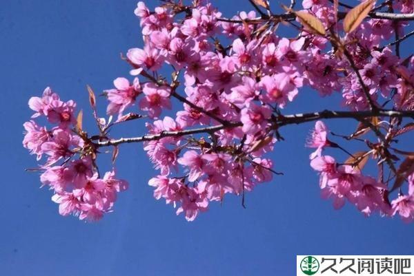 花开败时的一些杂思