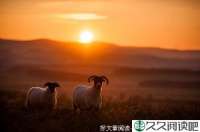 吃猫饭