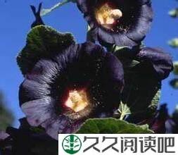 世上本没有黑色的花
