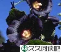 世上本没有黑色的花