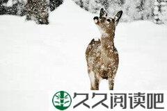 孤独是生理盐水