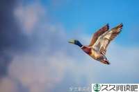 好梦难圆