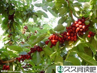 树上的樱桃