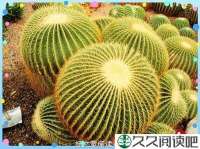 寂花梦潭
