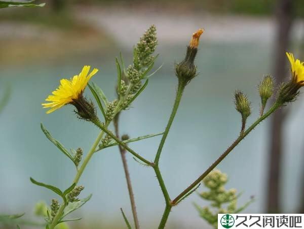 活着很累，却是一种无怨无悔