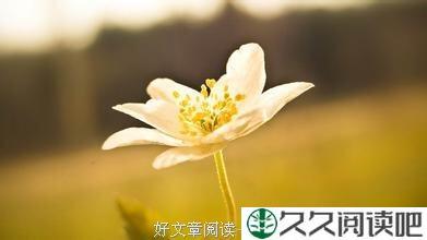 夏日的花朵