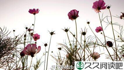 生如夏花