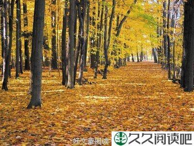 拾一抹秋意而生