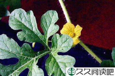 《天外魔花》的观后感10篇