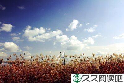 《野芦苇》经典观后感10篇