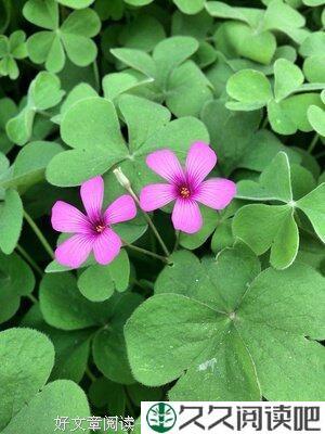 芊芊结。。。