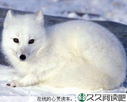 十八只狐狸，十八种心态