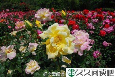 凌南公园设想