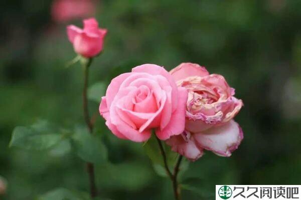 别难过，生活永远不会抛弃你