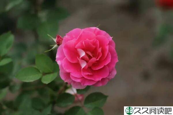 别难过，生活永远不会抛弃你