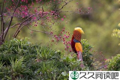 相思树