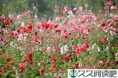 麦子花开