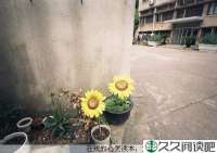 山羊与狐狸