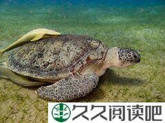 没有不老的人生，只有不老的心态