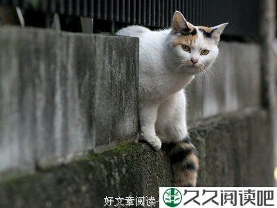生存的法则，先学会适应你的生活！