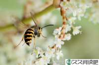 海子与食指