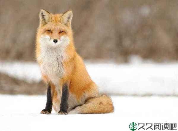 请远离身边“狐狸式”的人