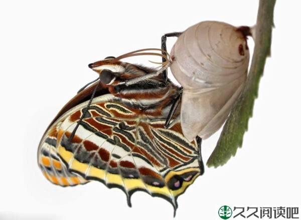 人生就是一场蜕变