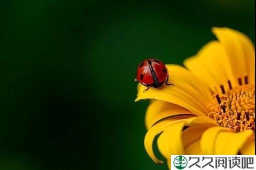 愿你做自己的太阳，无需凭借谁的光
