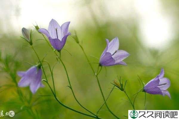 “顺其自然”是平庸者最贴心的安慰