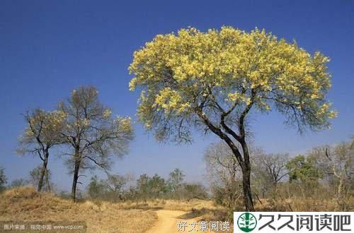 蚂蚁与金合欢树