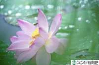 心有阳光花自开