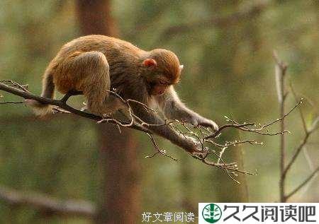 经典微小说：《人与猴》