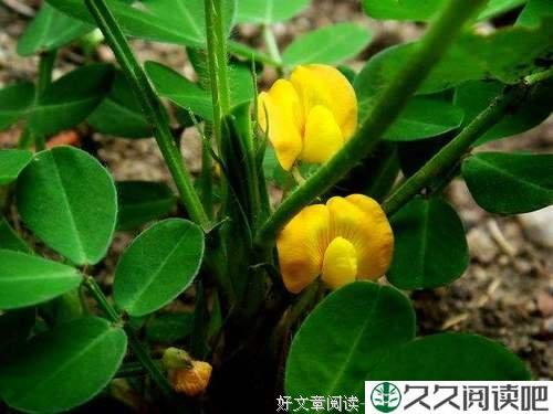 使劲开花的花不结果