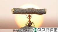 似蚁人生