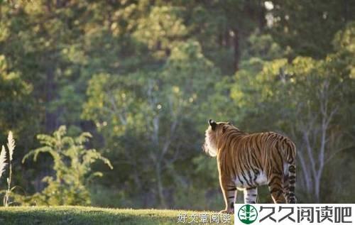 两只老虎的交换（深度好文）