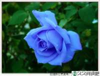 生命因磨炼而美丽
