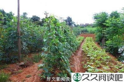 糊涂的主人
