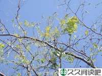 泥鳅张