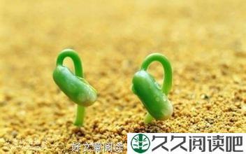 成功的傻子