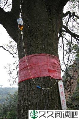 尘埃旧梦