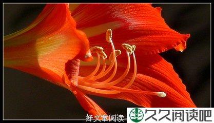 对红花儿开