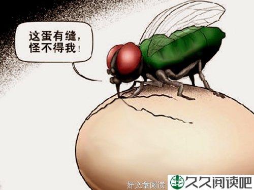 做一个让苍蝇无缝可钻的鸡蛋